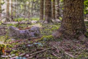 Forest Light Beam