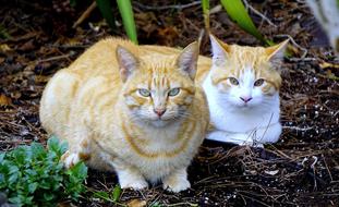 enchanting two Cats