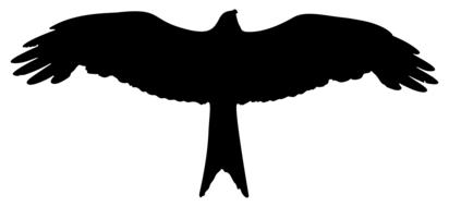 black silhouette of a flying eagle, White background