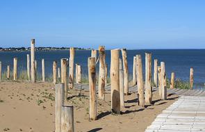 Beach Wood Sea