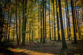 Trees Forest Nature