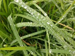 Grass Rocio Morning