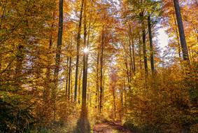 Forest Autumn Sun