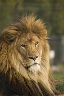 photo of a tired fluffy lion