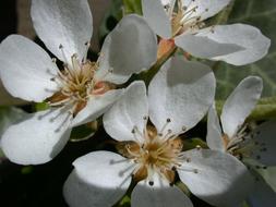 Peer Blossom Spring Pear