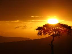 Bright sun over a tree landscape