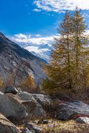 Autumn Larch Discoloration