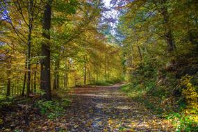 Forest Deciduous Autumn