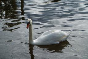 graceful white swan swims in the lake