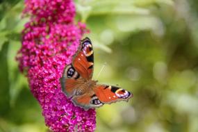 colourful peacock butterfly