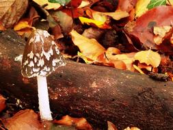 Autumn Mushroom Leaves