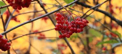 Red Berries Bush