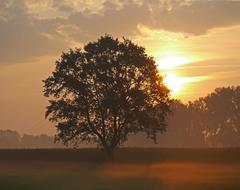 Morning Sun Ground Fog Single Tree