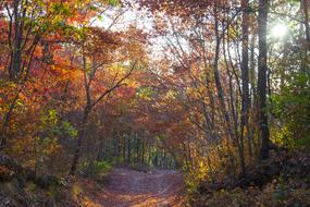 Forest Sunlight Landscape