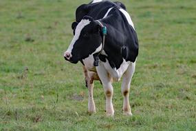 incredibly cute Cow Milk Farm