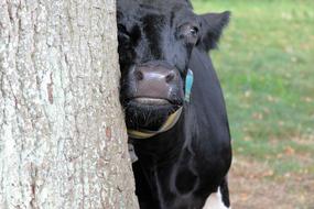 black cow behind a tree in the field