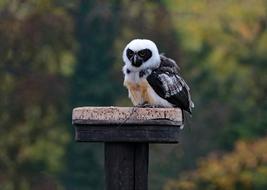 Spectacled Owl