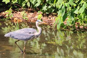 beautiful heron in a pond