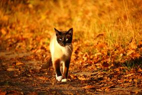 siamese kitten walking in autumn