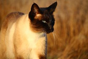 siamese kitten close-up on a blurred background