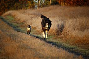 Siamese cat and dog run along a country path