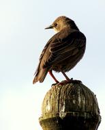 perched wild starling