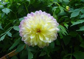 Flower Garden Blossom