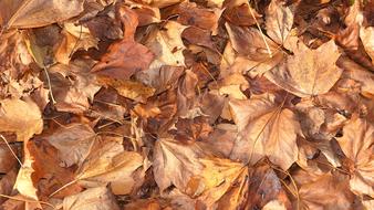 Leaves Brown Autumn