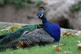 beautiful peacock resting on a green lawn