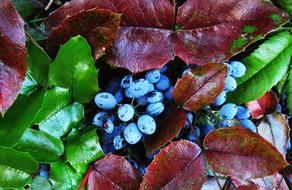 The Oregon-Grape Berries Evergreen