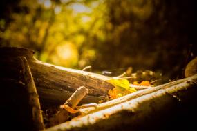 Autumn Leaf Leaves