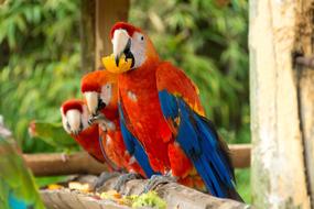 Parrot red Macaw Bird