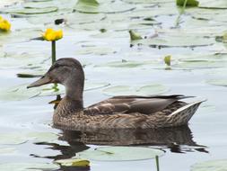 Bird Duck on Pond