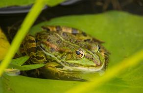 Frog Amphibians in Pond