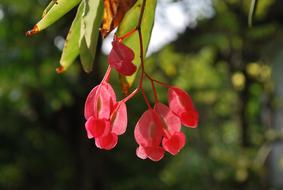 Flowers Pink Pretty