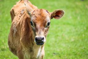 enchanting Calf Farm