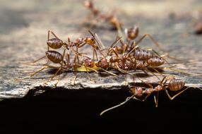 Ants Life Animals Nomads
