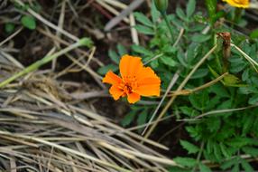 Flowers Grass Summer