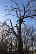 Dried Tree Autumn