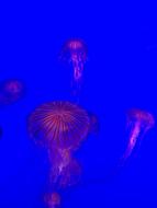 Aquarium Jellyfish