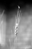 Grain Wheat Nature Farm