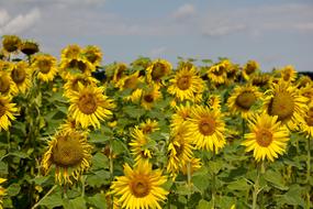 Sunflower Summer Field