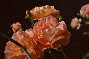 Flowers Nature Spring