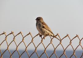 Sparrow on Wire fence