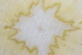 Parsnip Vegetables Food