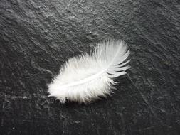 White Slightly Bird Feather