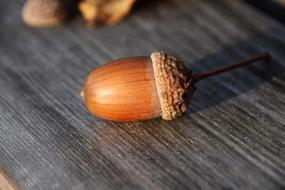 Acorn Close Up Nature