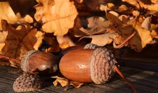 Acorns Leaves Autumn