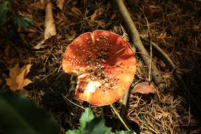 wild Mushrooms Forest Nature