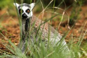 cute lemur in the grass